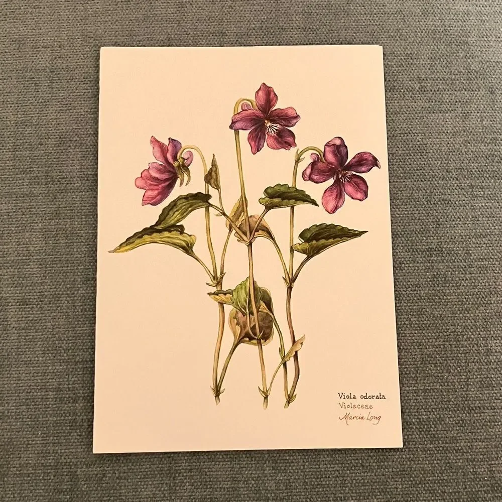 Violets The Colonial Williamsburg Foundation Card
